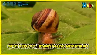 Fakta Unik Siput 🐌 Ternyata ada Siput yang Beracun!
