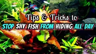 Tips & Tricks: Getting Shy Fish & Shrimp to Come Out From Hiding, And IntoThe Open Aquarium Spaces.