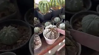 ROTTEN CACTUS | OVERWATER CACTUS