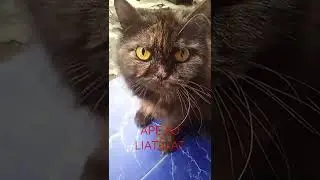 KUCING ANGGORA SOMBONG