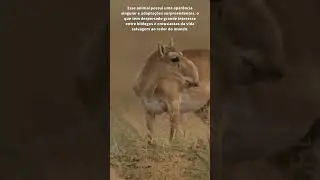 Antílope saiga #shorts