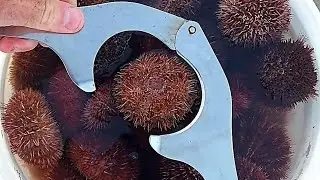 Вышли в море. Морские ежи, осьминоги, ракушки и окуня.