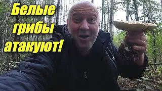 СБОР БЕЛЫХ ГРИБОВ. ПЕРМСКИЙ КРАЙ, АВГУСТ 2024.