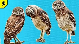 The most unusual owl in the world is a rabbit owl that lives in burrows underground