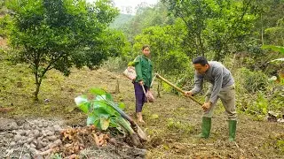 Building Farm, Harvest Cassava Tubers As Food For Chickens, Grow More Turmeric and Taro