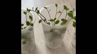 Каллизия: размножение черенкованием