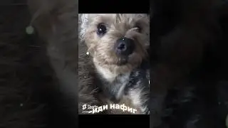 ИДИ НАФИГ