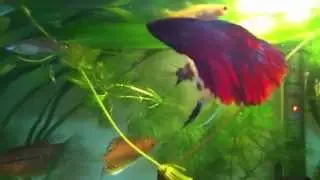 peces tropicales 60 litros
