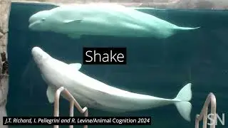Beluga whales shake their melons | Science News