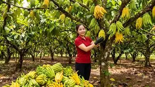 Harvesting 1000+ Kg of Rare Giant Buddha's Hand Fruit | From Garden to Market | Han Harvesting