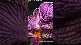P.CX Violet x P. Lioulin Blue Peacock