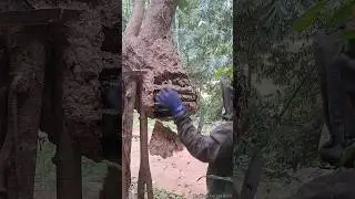 Wasp nest at the end of the 2024 season | Tropical Forest Bees #tropicalforestbees
