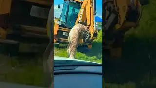 Старый сом из Кубани. Подпишись! 