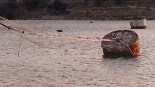 Птичка на длинных ножках