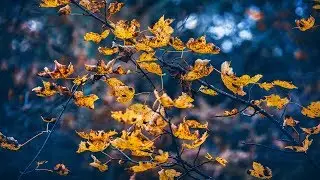 What Photography Means To Me | Autumn Sunshine