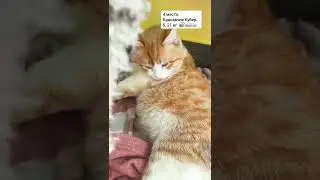 Топ 9 очаровательно больших и толстых котиков! 😍