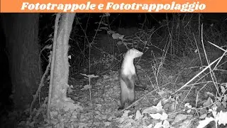 The best tips for photographing animals with an inexpensive trail camera.