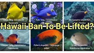 What Lifting The Hawaii Ban Would Mean | Reefkeeping News Update!