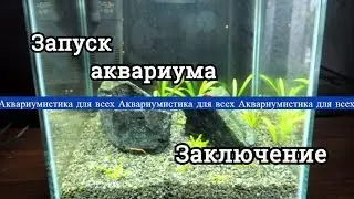 Запуск аквариума 10л. Заключительная часть. Три недели спустя