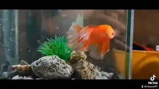 Cutie fishes 😍