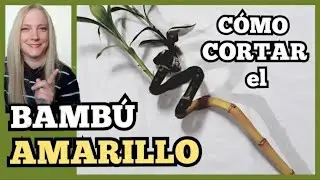 🎋BAMBU AMARILLO /COMO CORTAR el BAMBU AMARILLO❗️.@VeronicaCampaniniPlantas