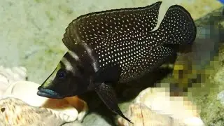 Альтолампрологус кальвус 