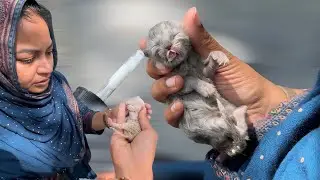 Unexpected..😱 NEW KUTTIES of NIKKI 2.0..🤯