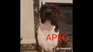 банда ...бультерьер,стафф,питбуль...чистое воскресенье!!!)