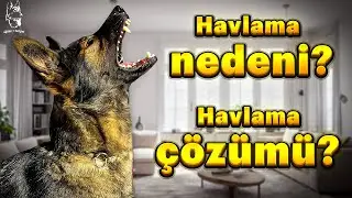 KÖPEKLERİN GEREKSİZ HAVLAMASINA ÇÖZÜM.🐶🐾