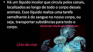 Equinoderme