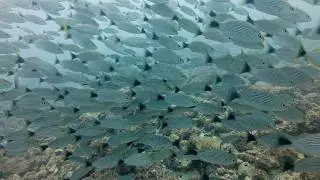 Costa Rica 2026   Fish