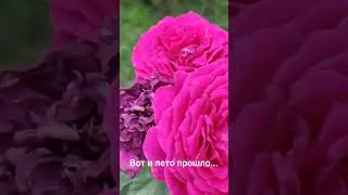 До свидания лето!