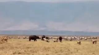 Gorilla vs Lions Ultimate Fights 2018, Mother Lion Rescue His Baby From Gorilla Attac- Chanel Wild 9
