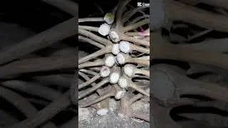 SHED HUNTING 2023 | ELK SHEDS | DEER ANTLERS