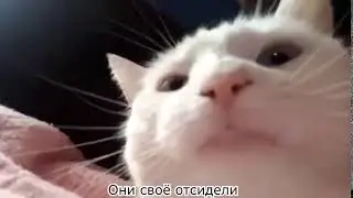 Белый кот трясет головой под музыку №9