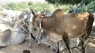 Red Bull Enjoy between cows 🐂🐮🐄