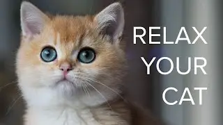 Relaxing Music for Cats: Cozy 🍁 Autumn Vibes 🍁 with Calming Wind and Rustling Leaves 🍂