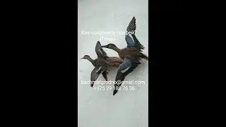 How to preserve a trophy. Birds.