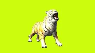 Tiger king roaring on green screen cartoon characters no copyright 1