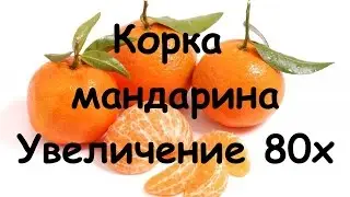 Корка мандарина | Macro | Увеличение 80х