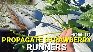 Strawberry Runners | How to Propagate Seedlings