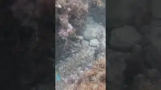 Parrot fish Spotted 🦜🐟 #ocean #fish