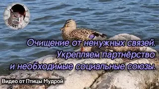 Как убрать ненужные связи. Как укрепить партнёрство и необходимые социальные союзы.