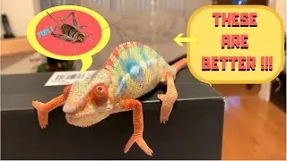 Best Alternative To Crickets !!!