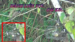 B.ẫy chào mào bổi mới nhất 2024 | Gặp phải chào mào bổi chơi khôn | Hun Vlogs