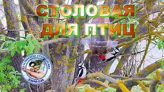 Синицы Дятел Лазоревки Воробьи (15 мая 2023)