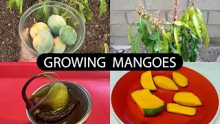 The Joy Of Growing Mangoes - How To Grow Mango Trees