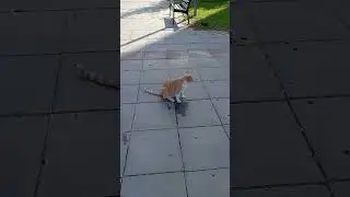 ショートキャットビデオ - 猫/動物向けビデオ