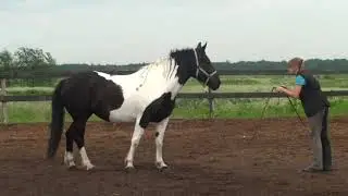 Команды лицом к лошади. Базовые команды. Уроки верховой езды
