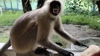 😭অল্পের জন্য বেঁচে গেলাম! হনুমান কে খাবার দিতে গিয়ে আক্রমণের শিকার